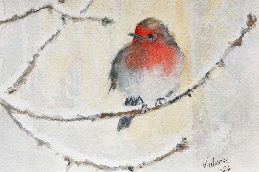 Winter Bird