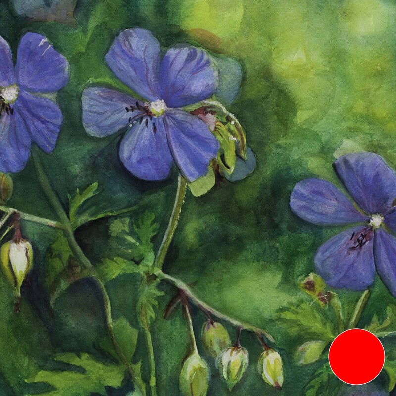Ann"s blue Geraniums